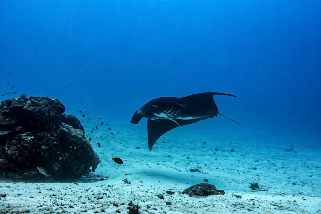 Mantarochen