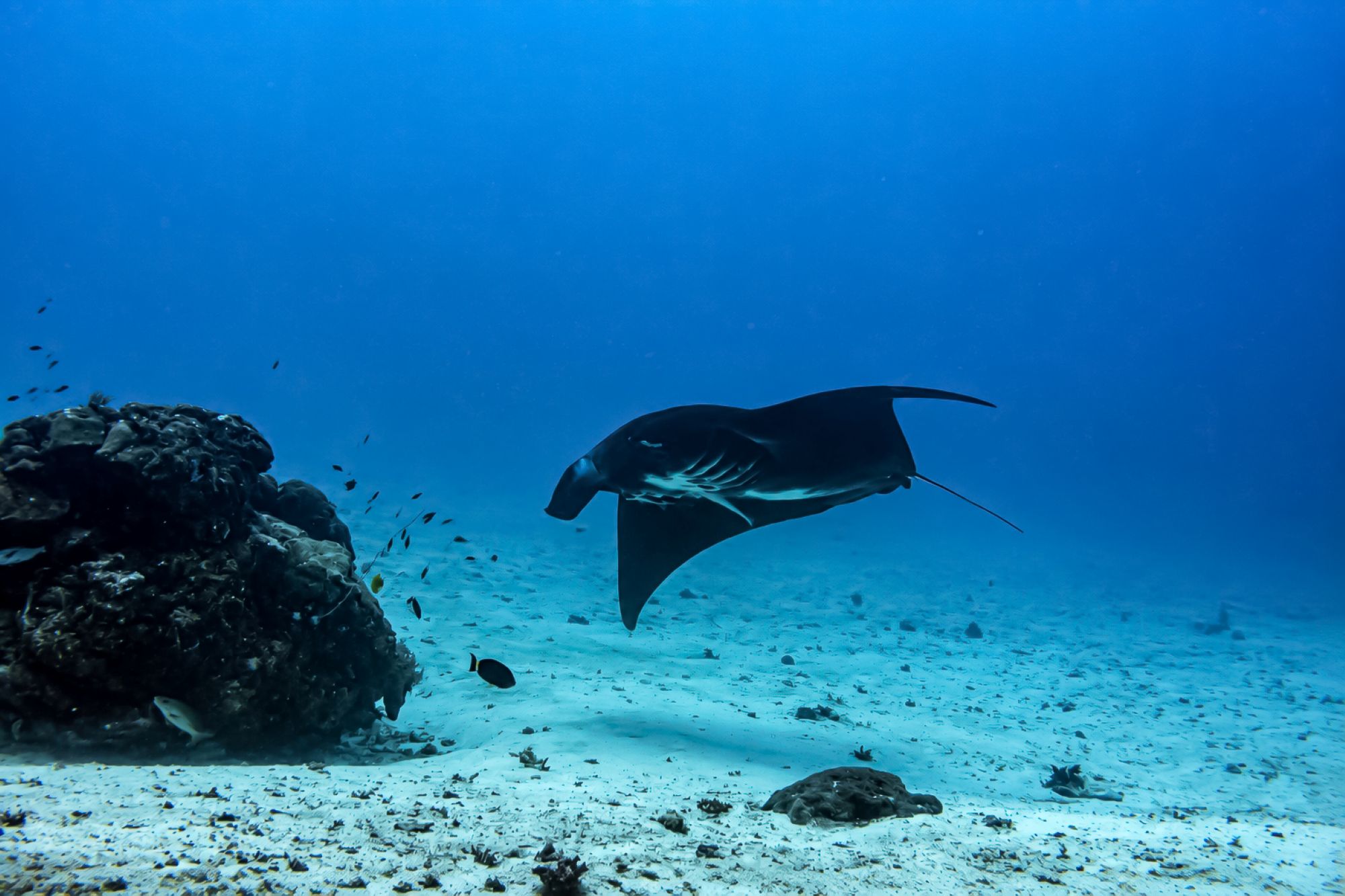 Mantarochen