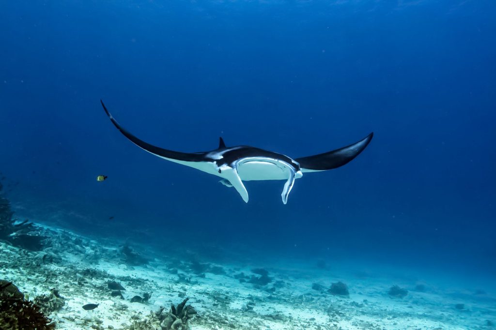 Mantarochen