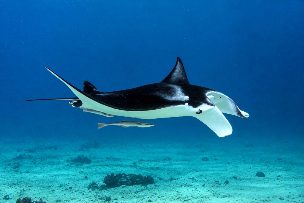Mantarochen