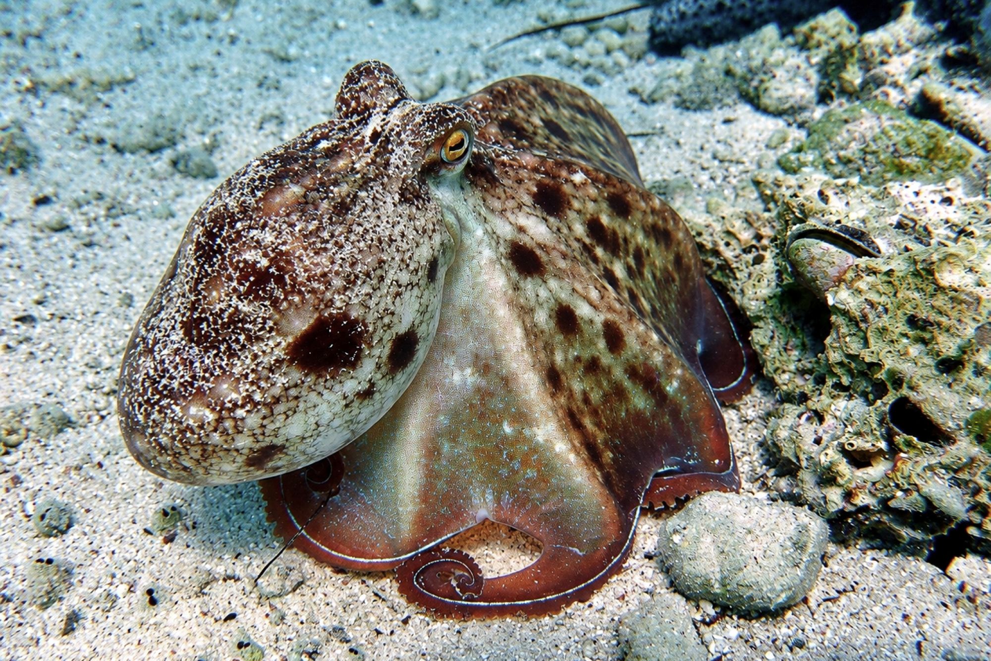 Moschuskraken