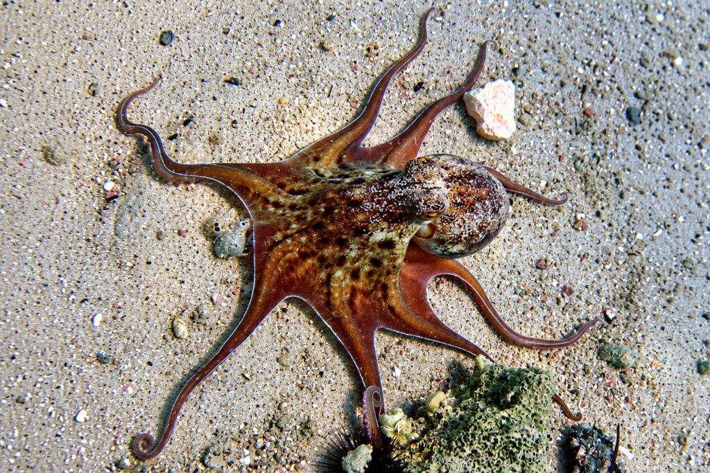 Moschuskraken