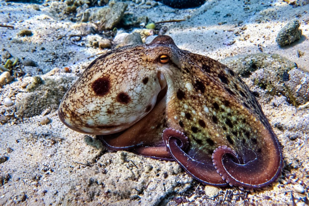 Moschuskraken