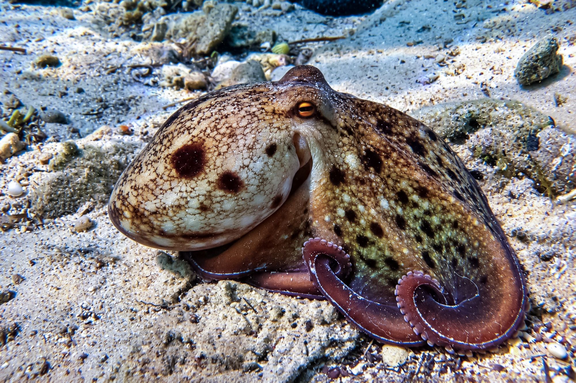 Moschuskraken