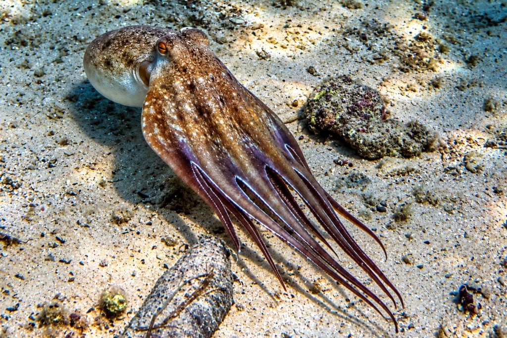 Moschuskraken