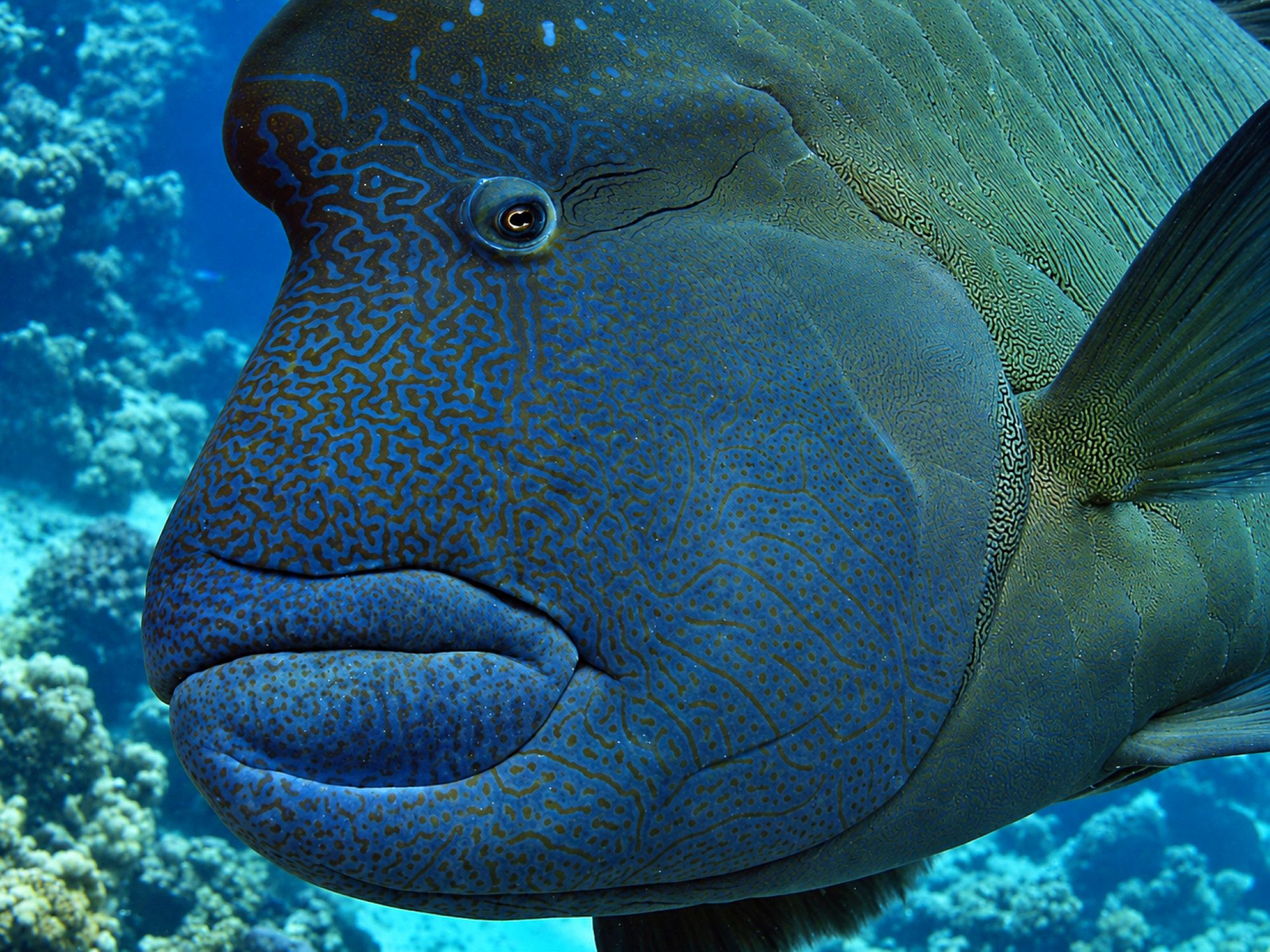 Napoleon-Lippfisch