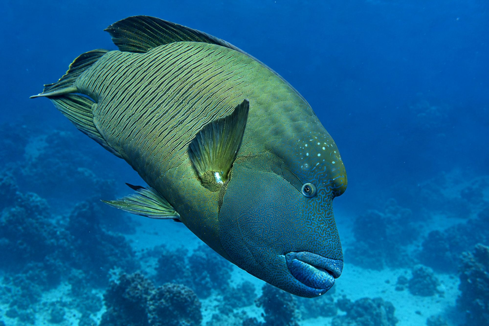 Napoleon-Lippfisch