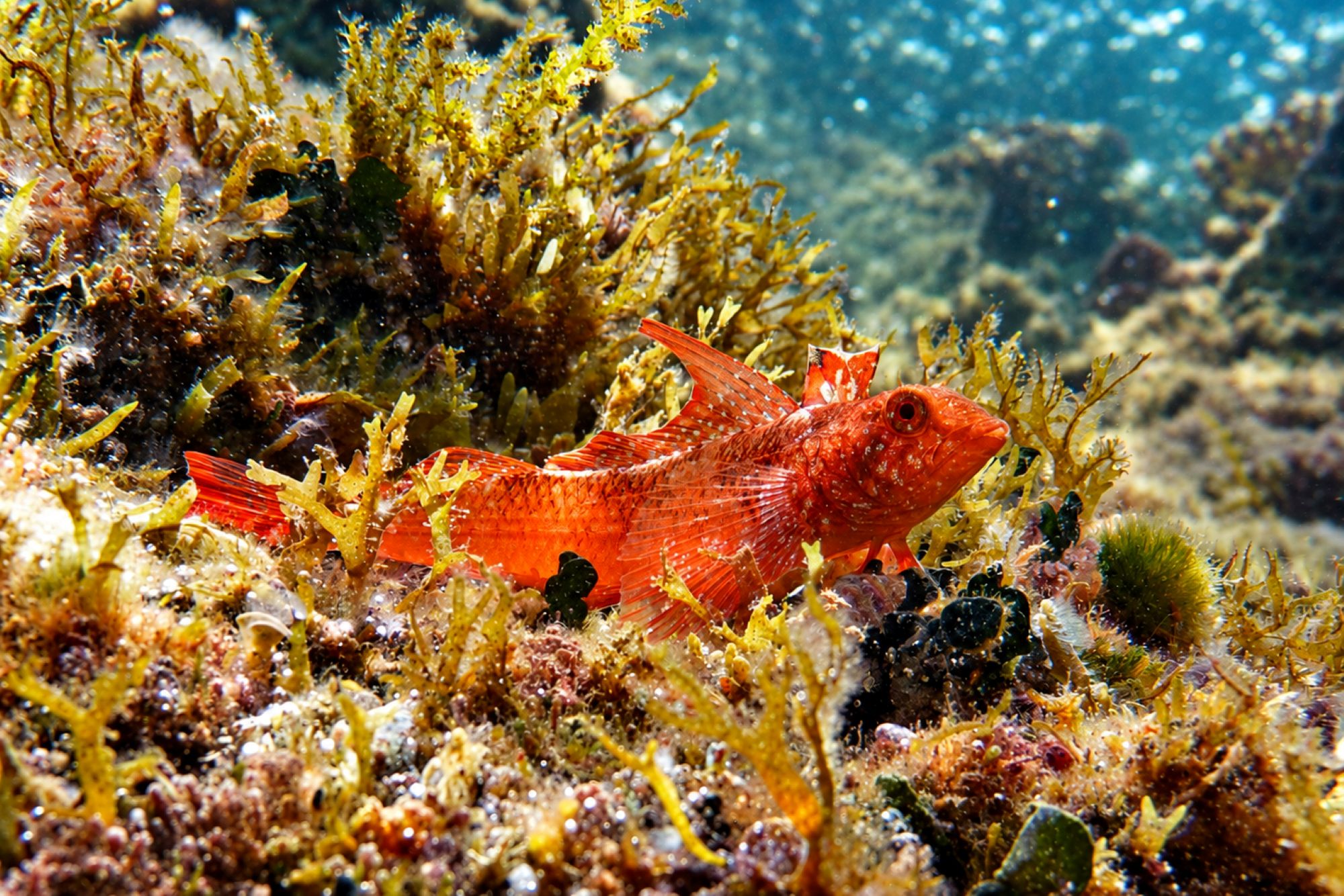 Roter Spitzkopfschleimfisch