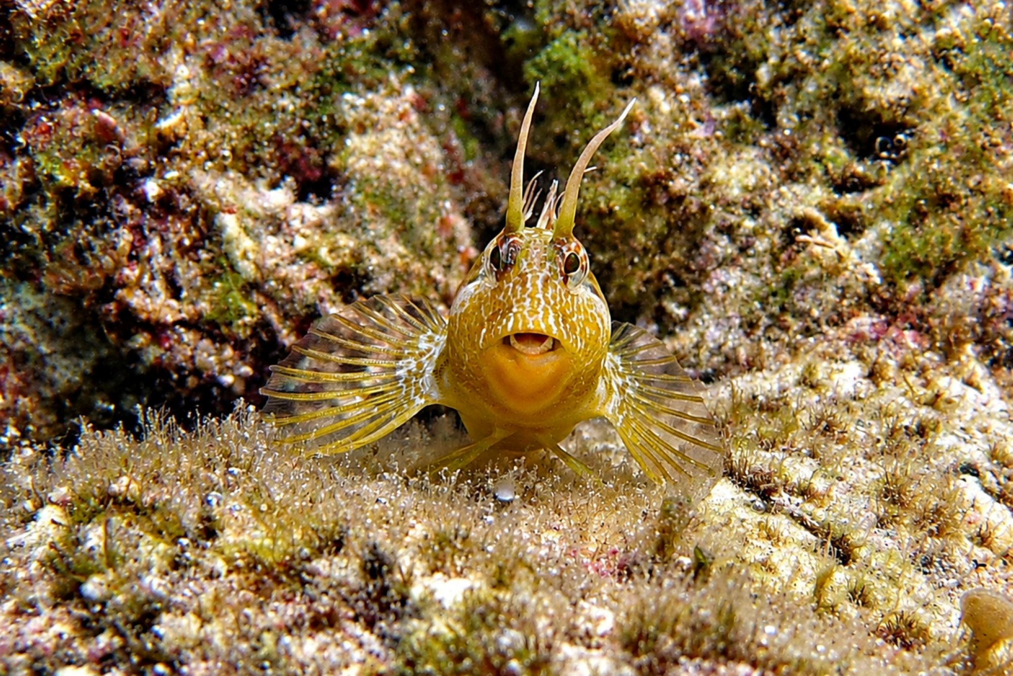 Gehörnter Schleimfisch