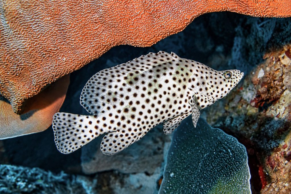 Pantherfisch