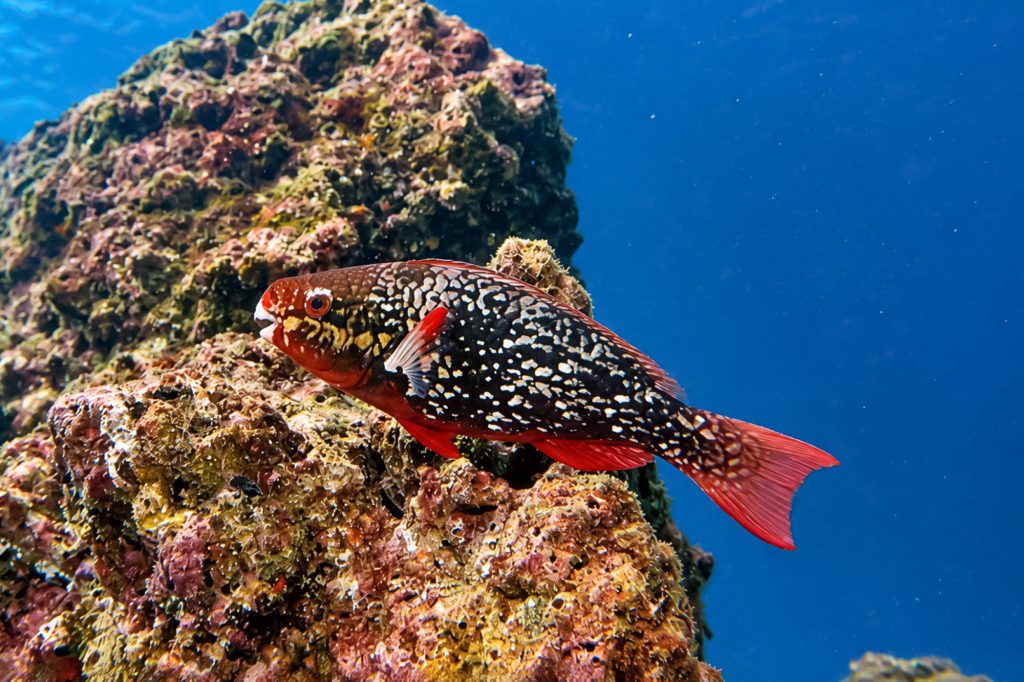 Schwarzer Papageienfisch