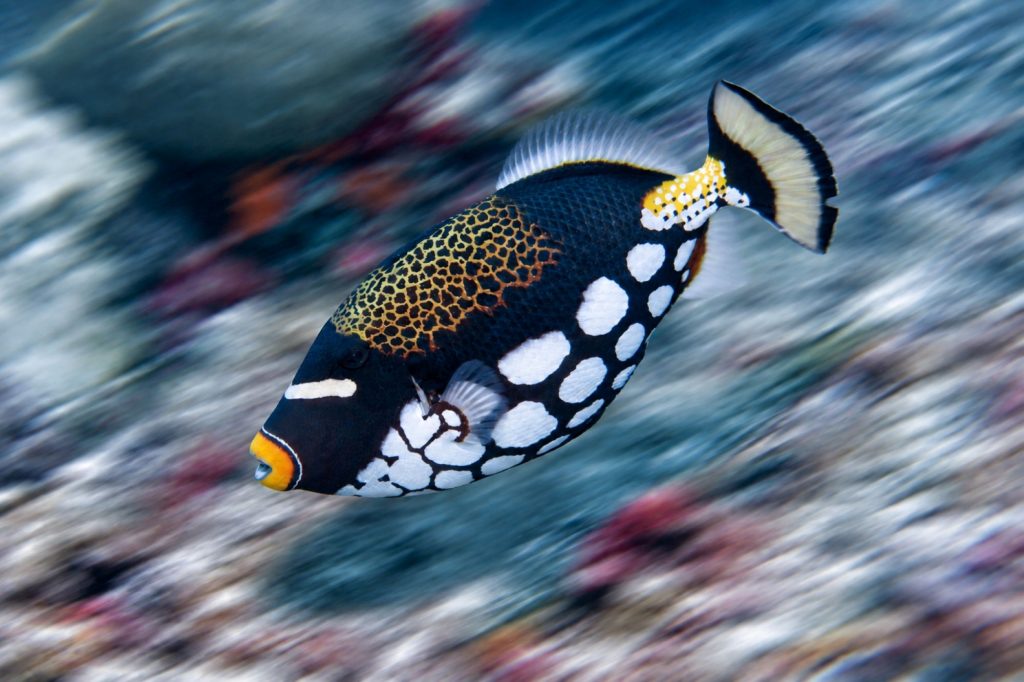 Leopard-Drückerfisch