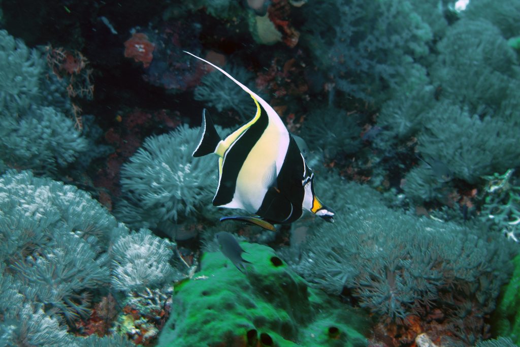 Halfterfisch