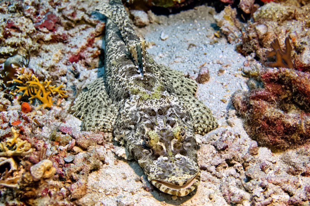 Krokodilfisch