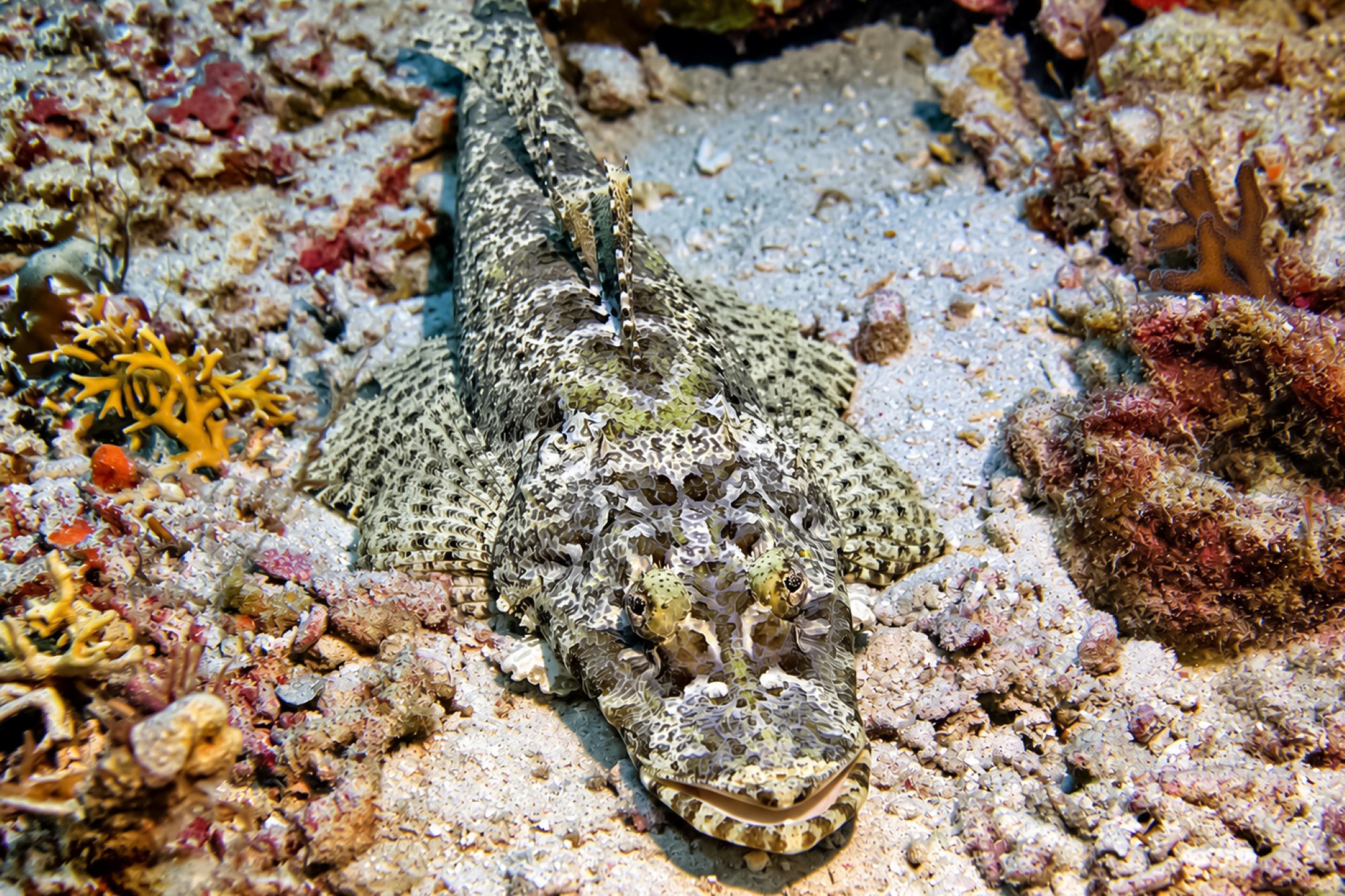 Krokodilfisch