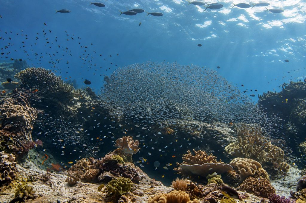 Schwärmende Fische über dem Korallenriff