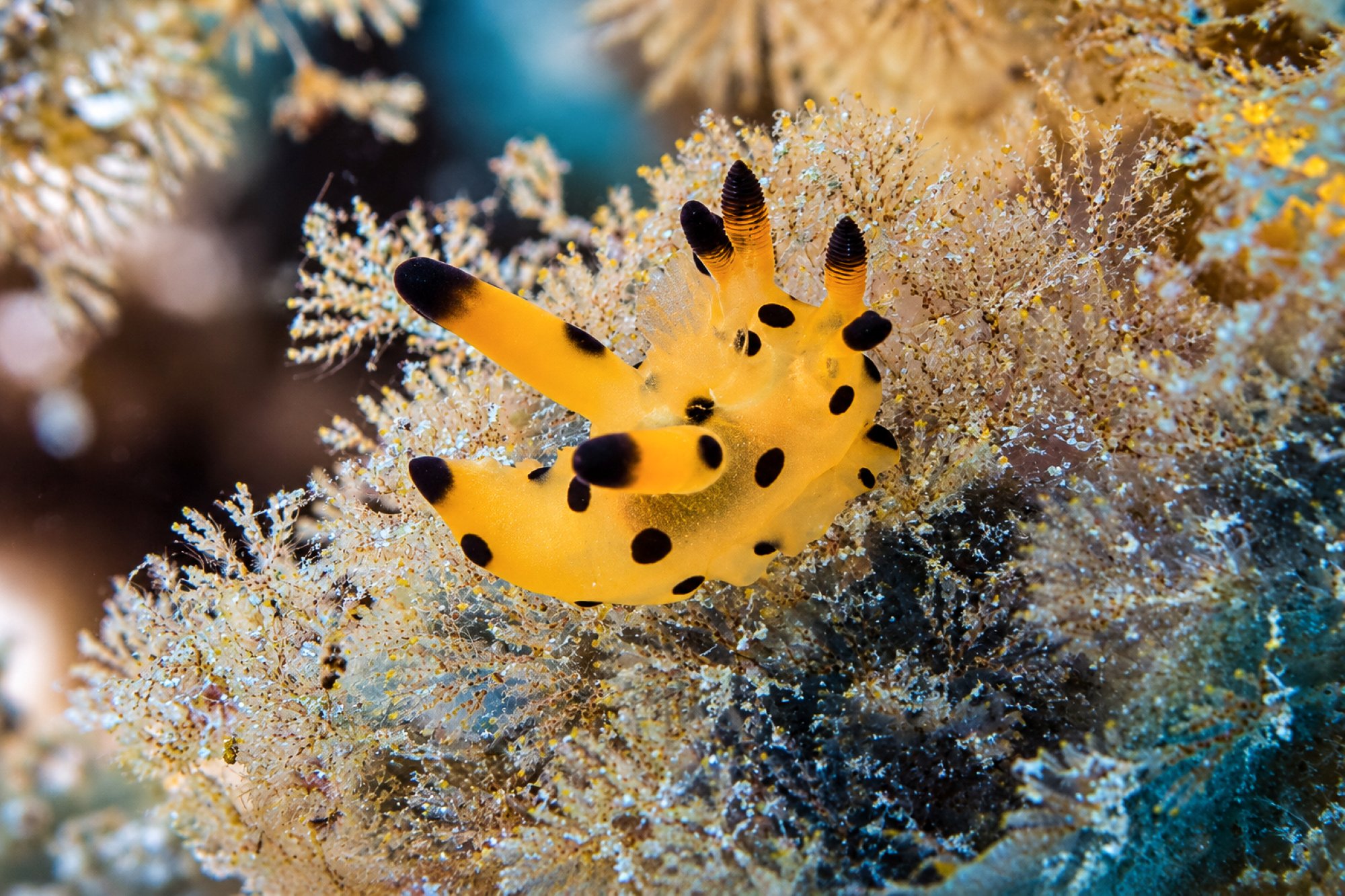 Pikachu-Nacktschnecke