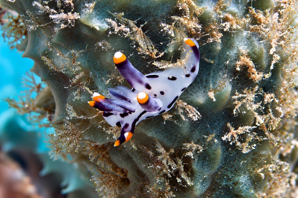 Bemalte Hörnchenschnecke