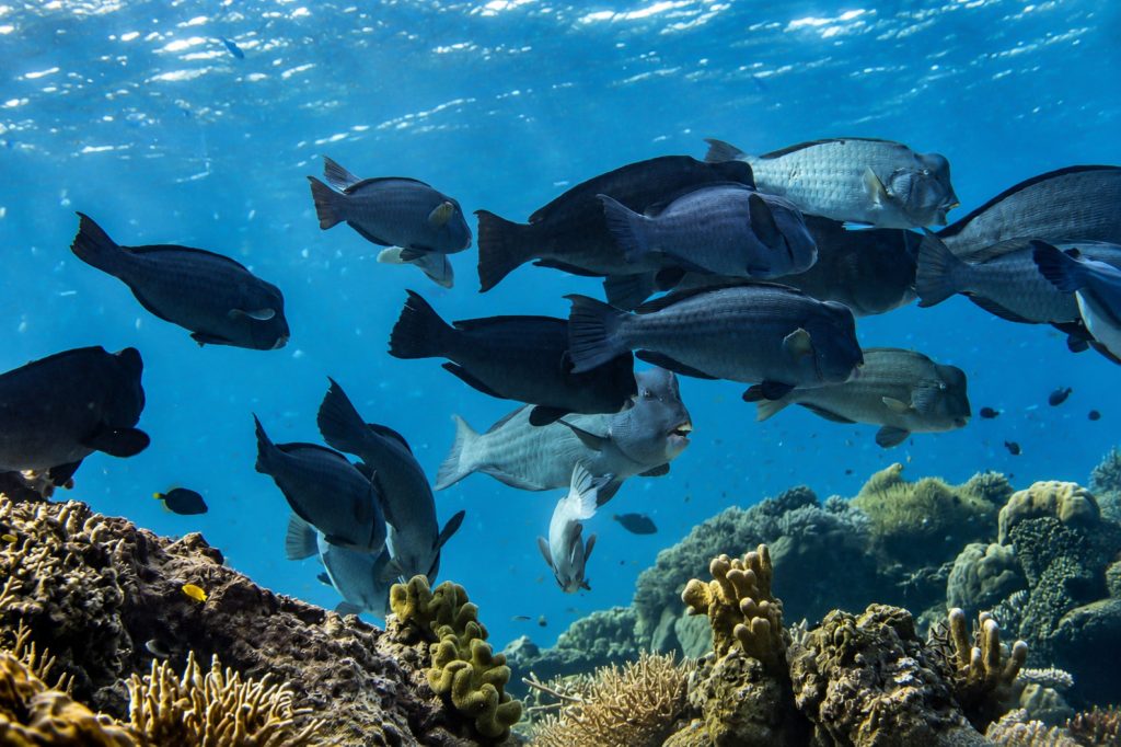 Büffelkopfpapageienfische