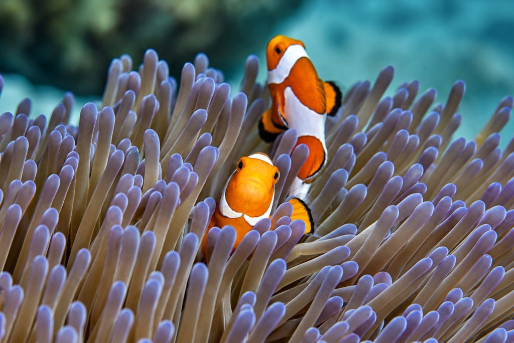 Orangeringel-Anemonenfisch