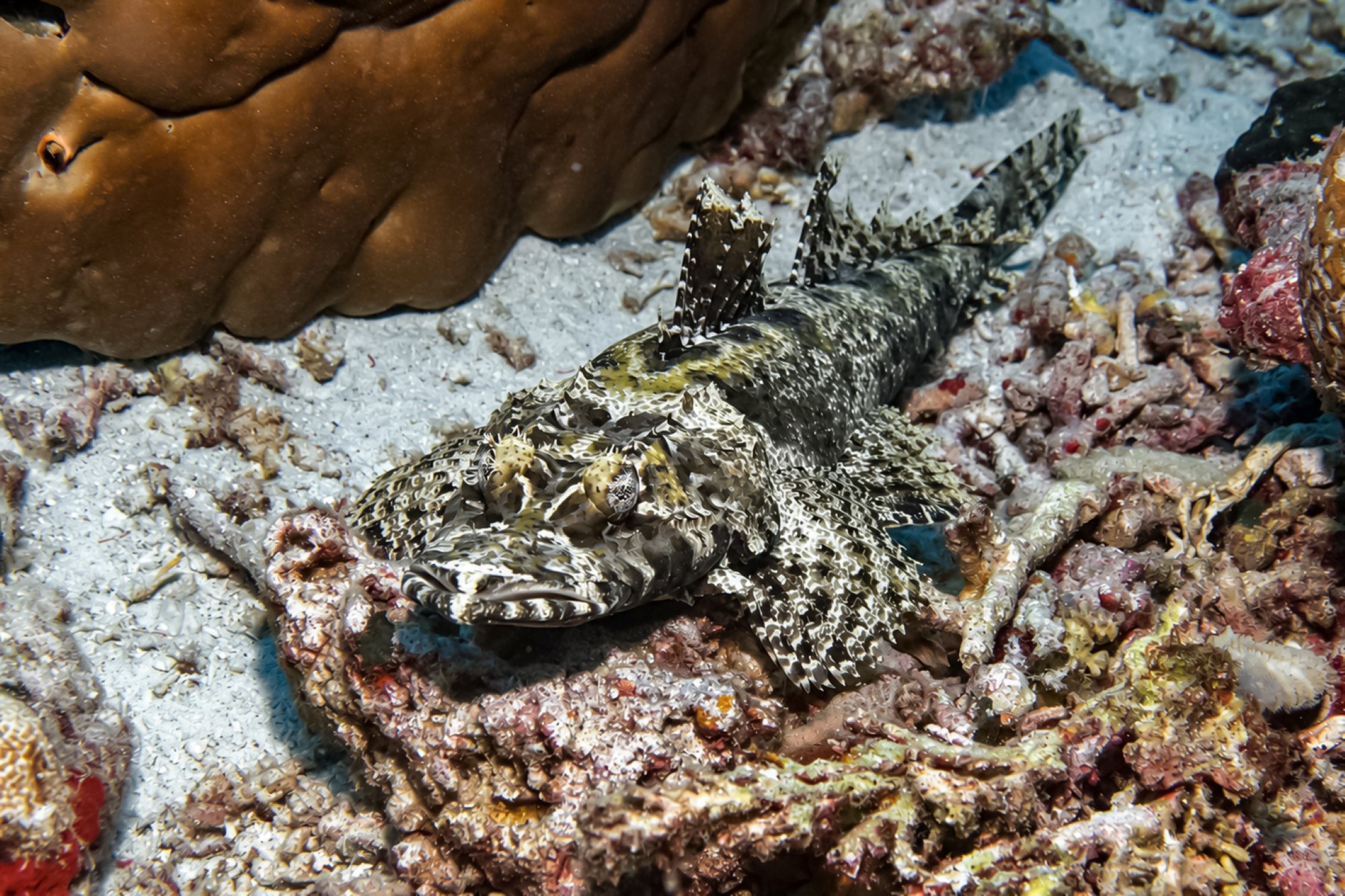 Krokodilfisch