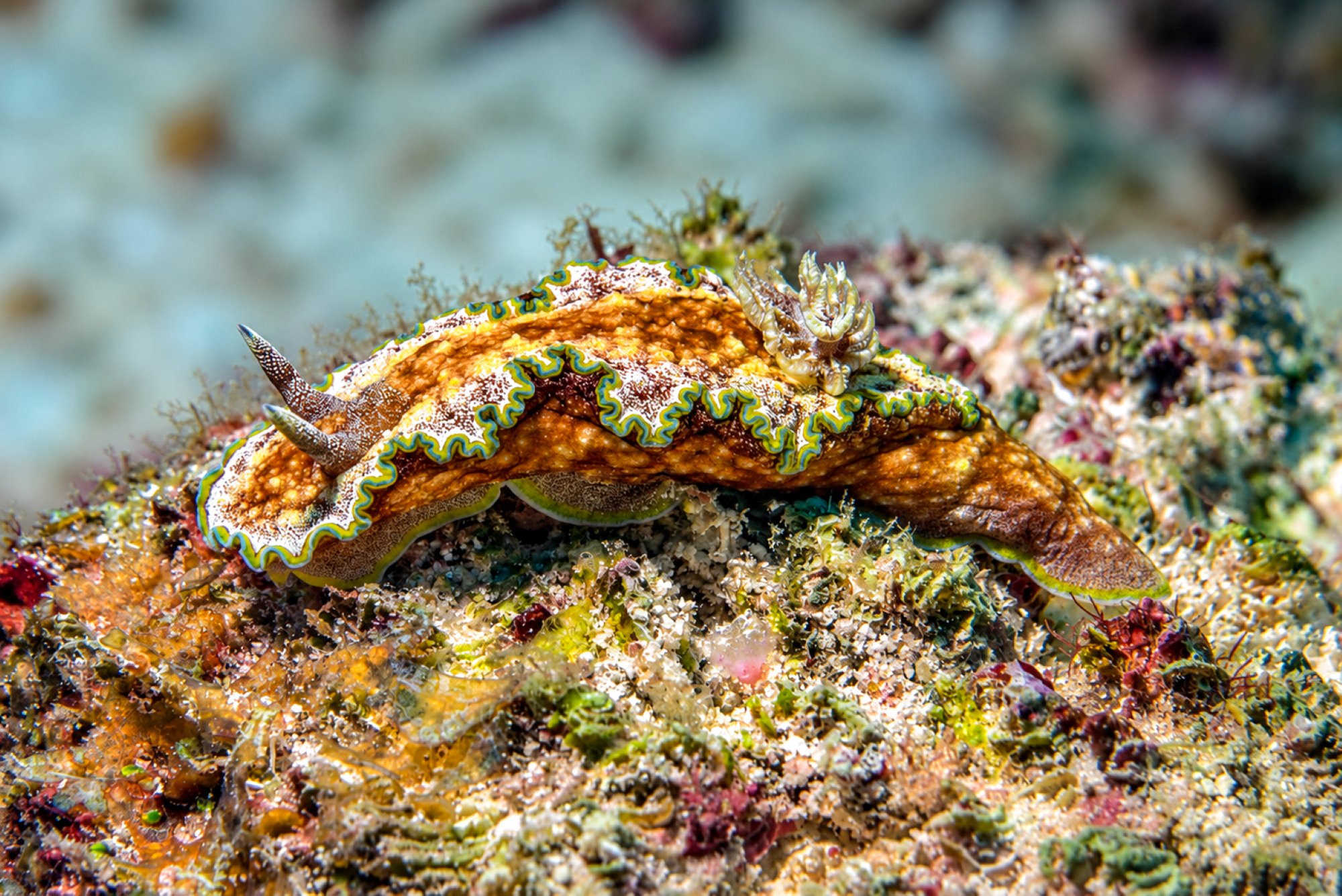 Acostis Prachtsternschnecke