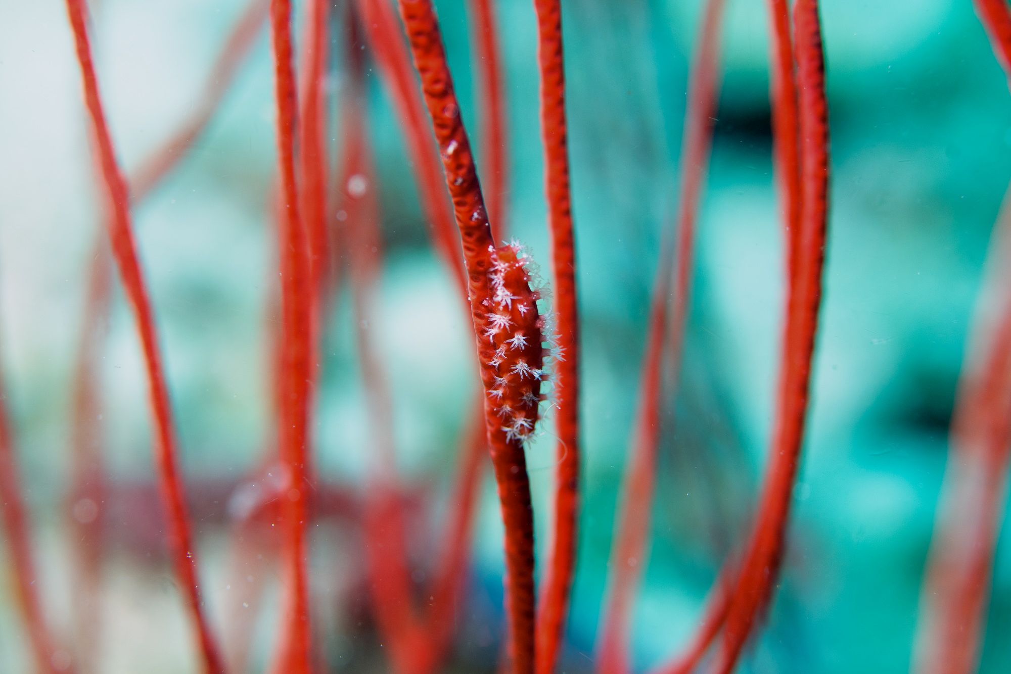 Doto-Nacktschnecke