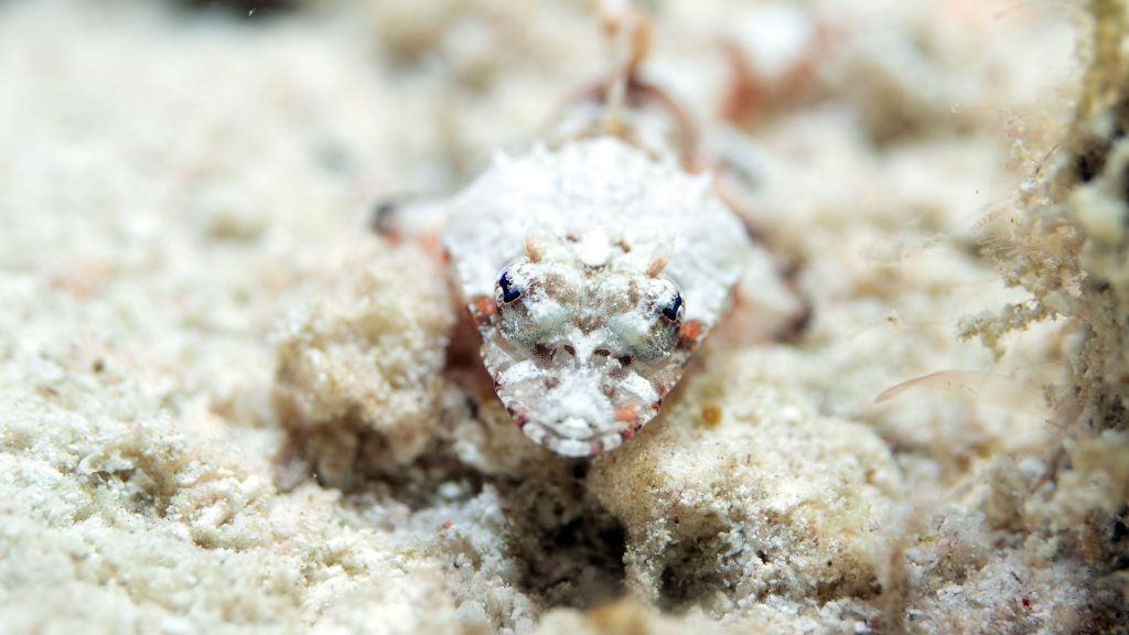 Baby Krokodilfisch