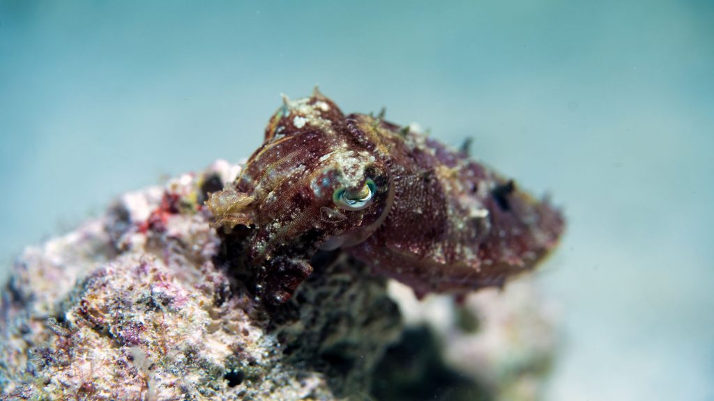 Zwergsepia – Ascarosepion bandense
