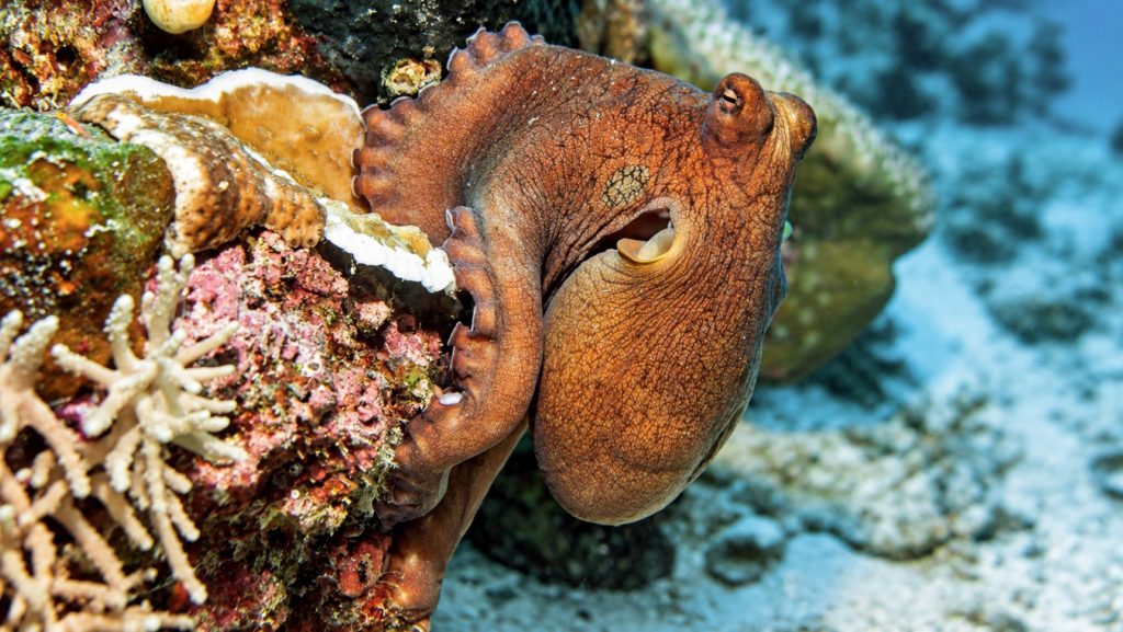 Tag-Oktopus