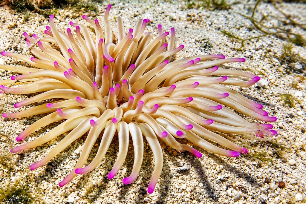 Sandgoldrose