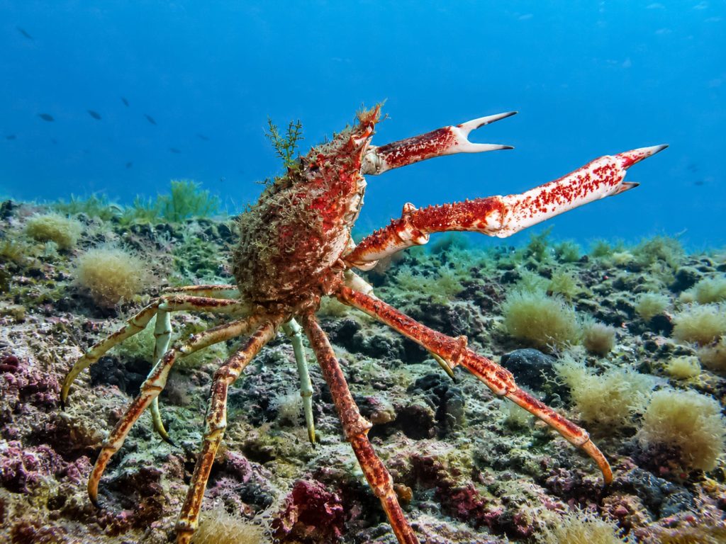 Mittelmeer Seespinne