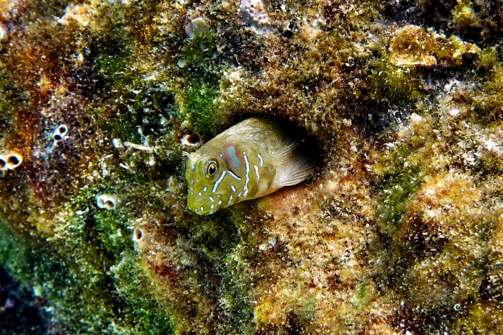Sphinx-Schleimfisch