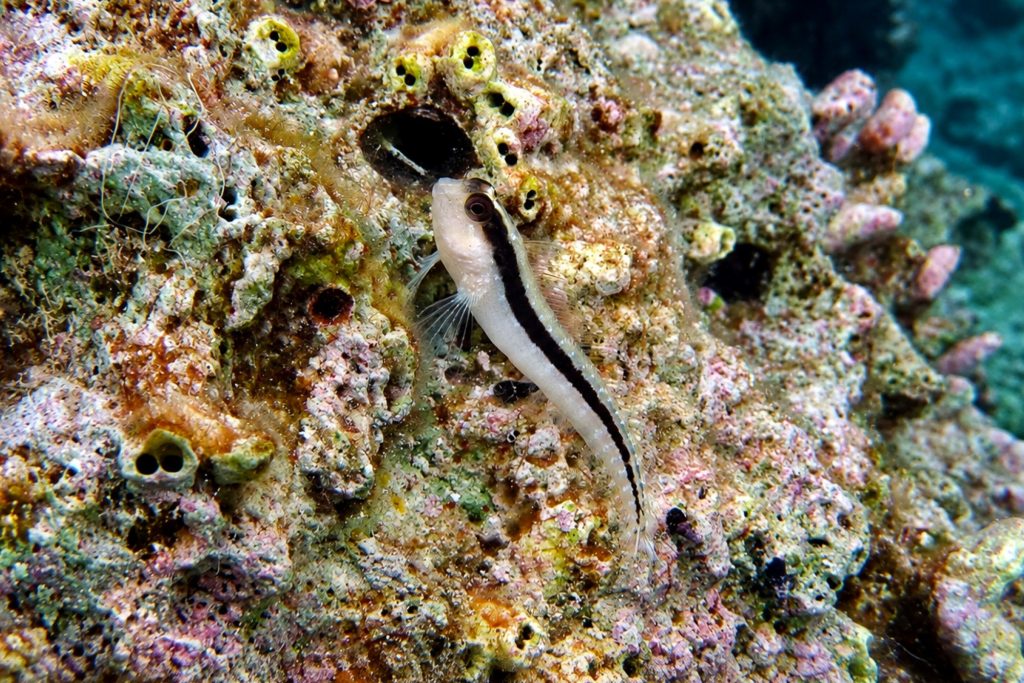 Streifenschleimfisch