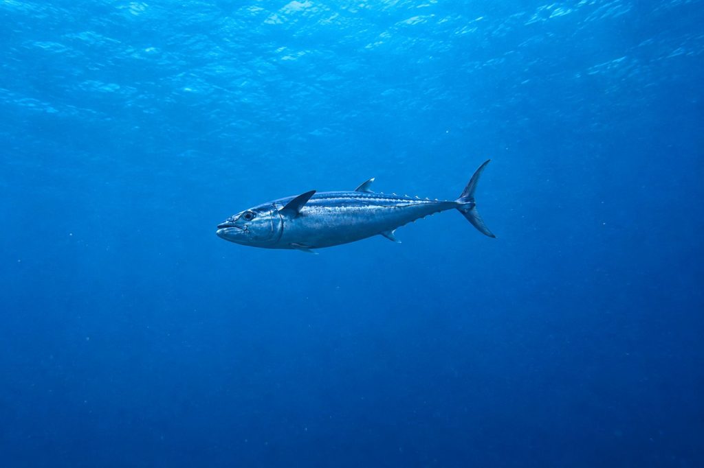 Thunfisch