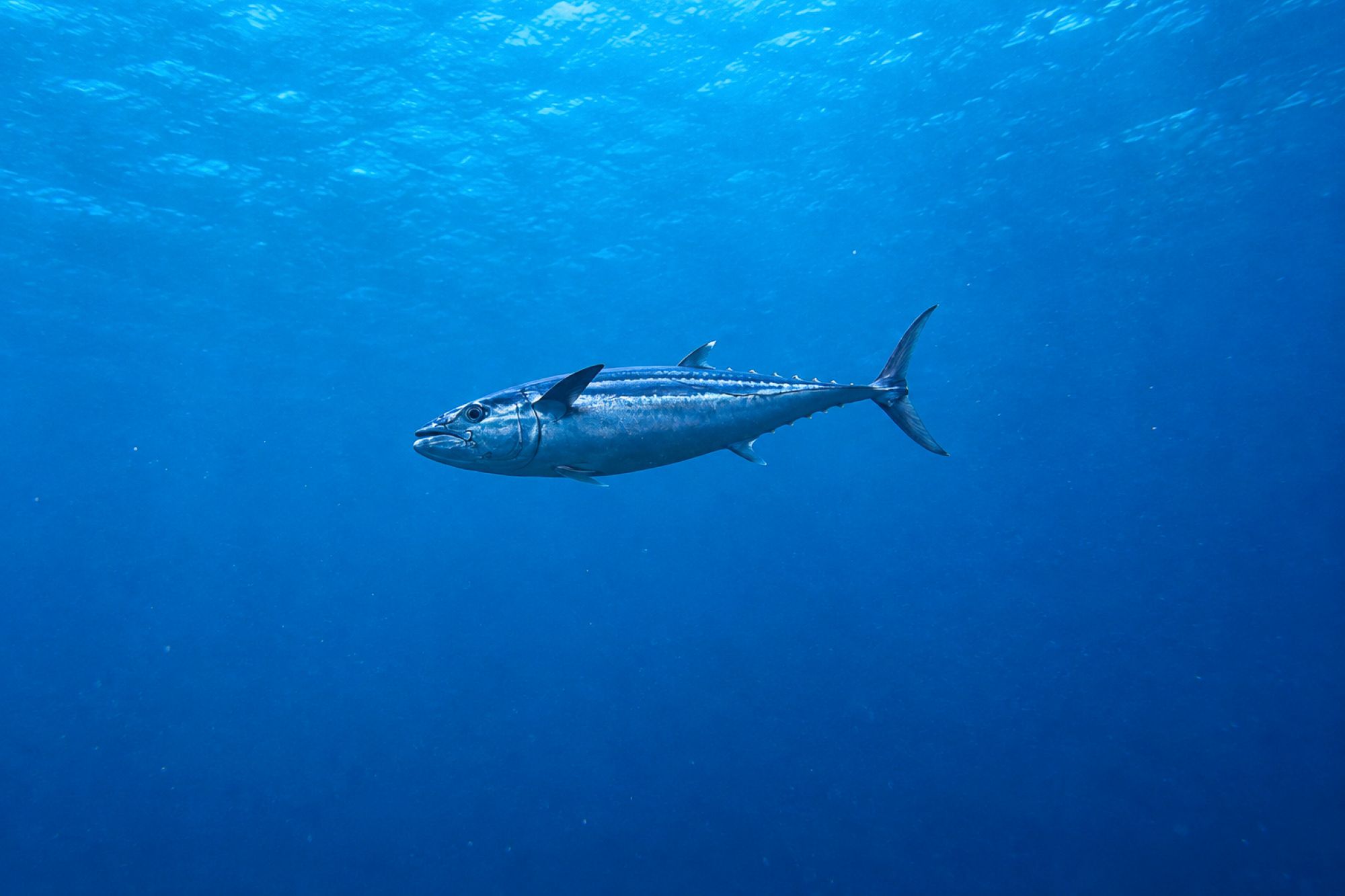 Thunfisch
