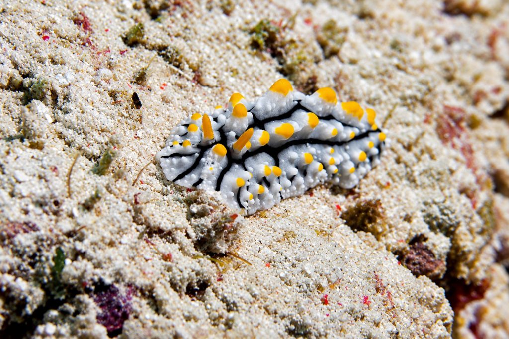 Variable Warzenschnecke