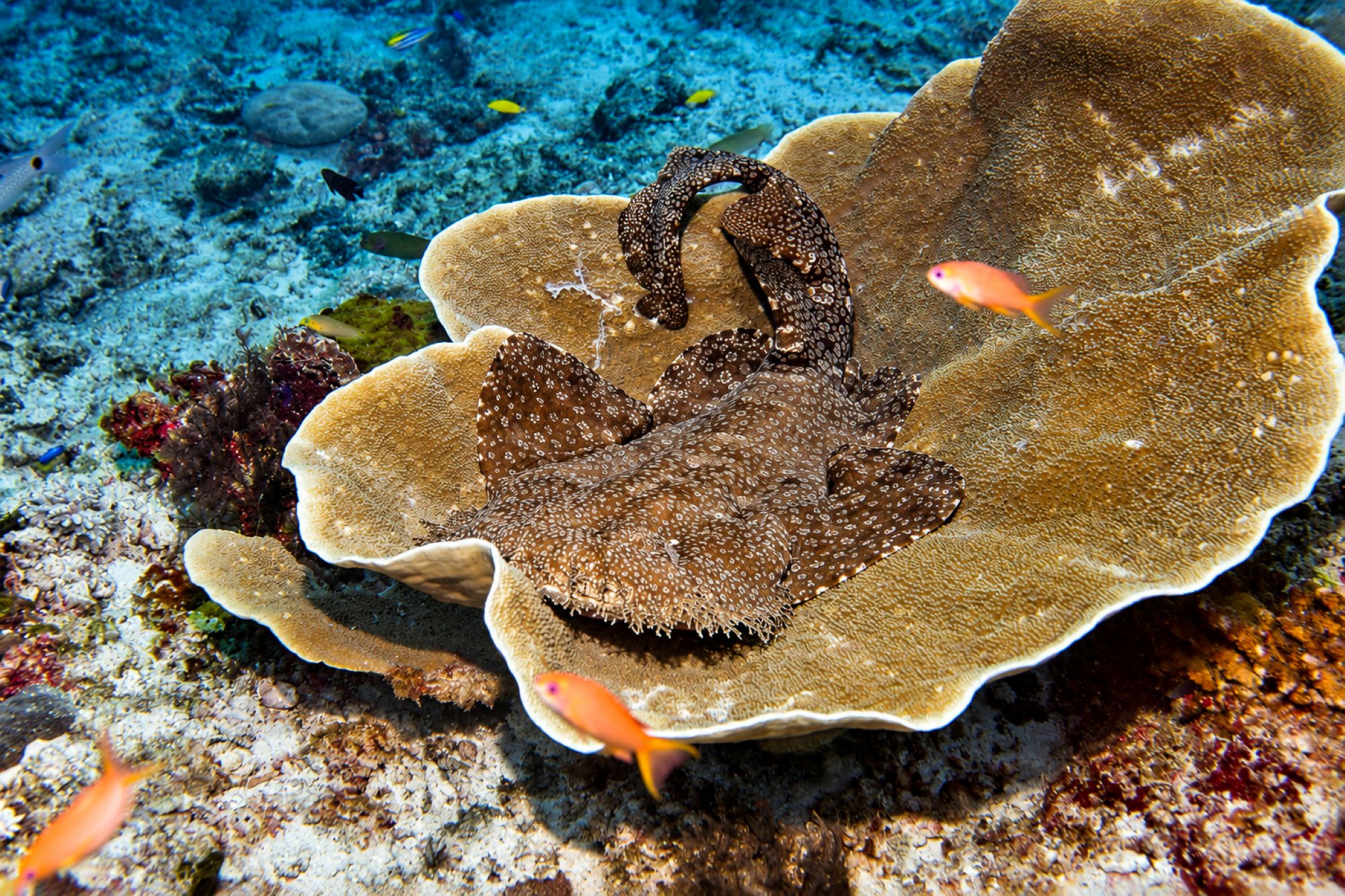 Fransenteppichhai – Tasselled Wobbegong