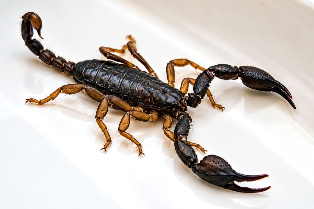 Europäischer Skorpion