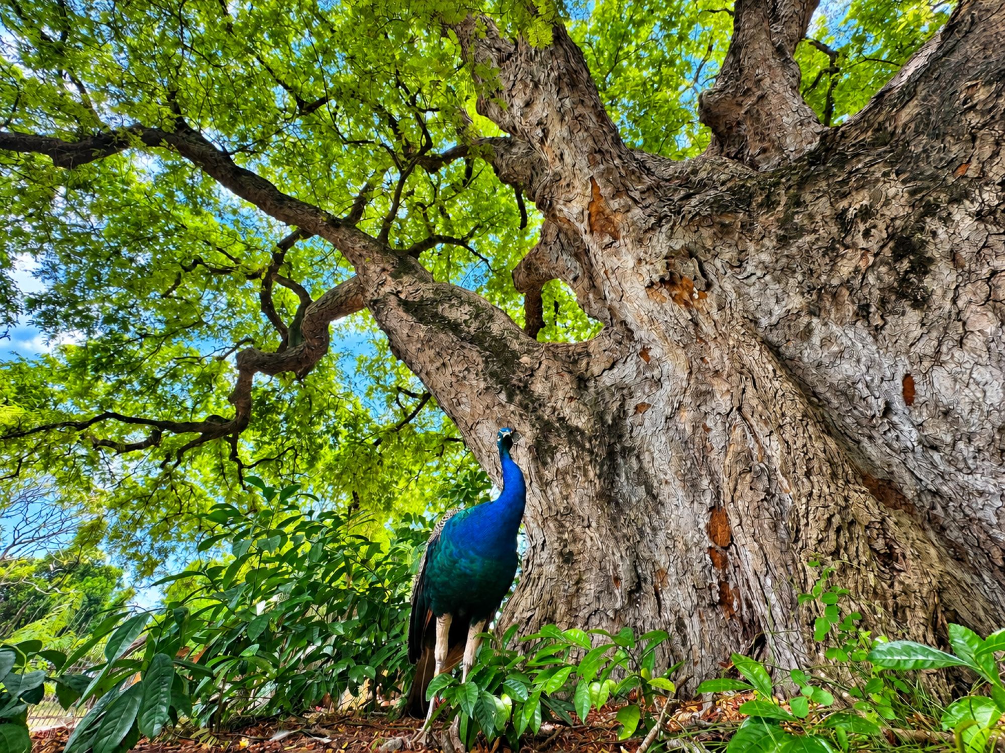 Blauer Pfau vor Afrikanischer Affenbrotbaum
