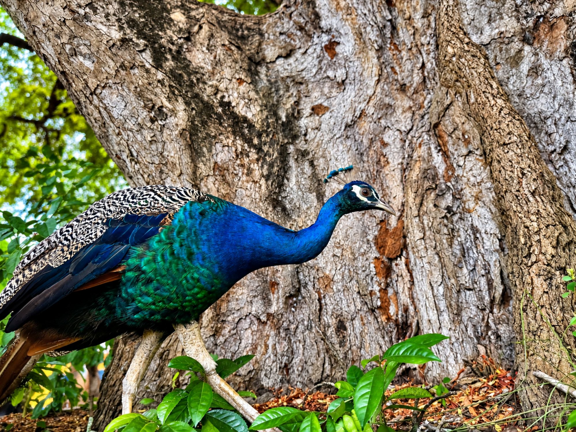 Blauer Pfau vor Afrikanischer Affenbrotbaum