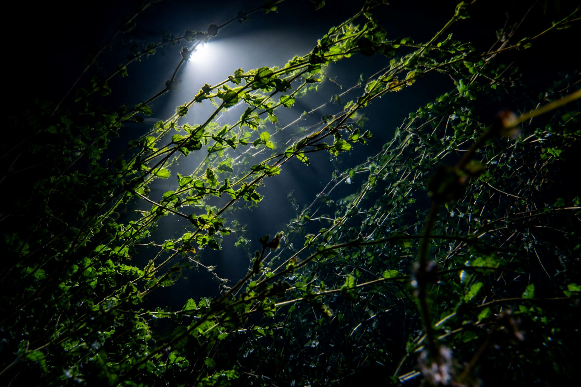Laichkraut bei Nacht