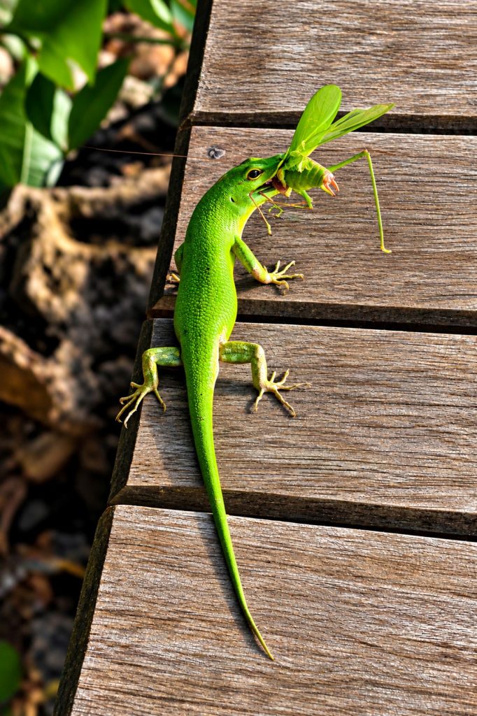 Smaragd-Skink hat eine Laubheuschrecke erbeutet
