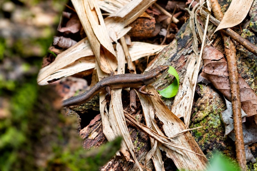 Skink