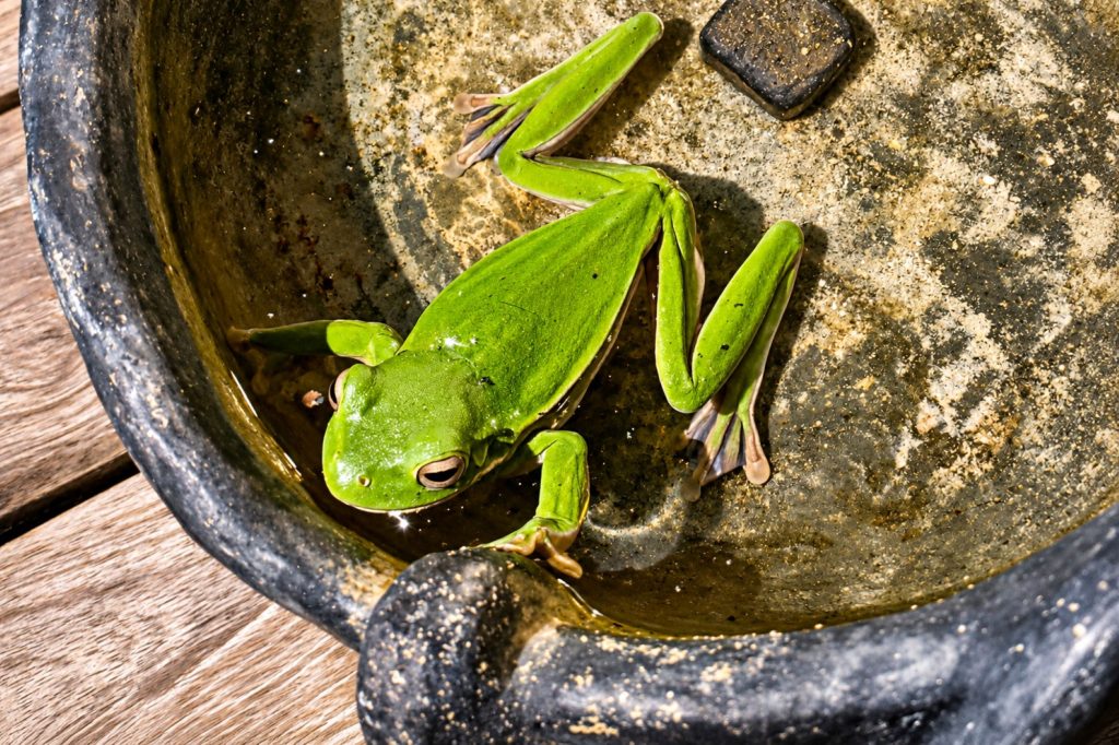 Neuguinea-Riesenlaubfrosch