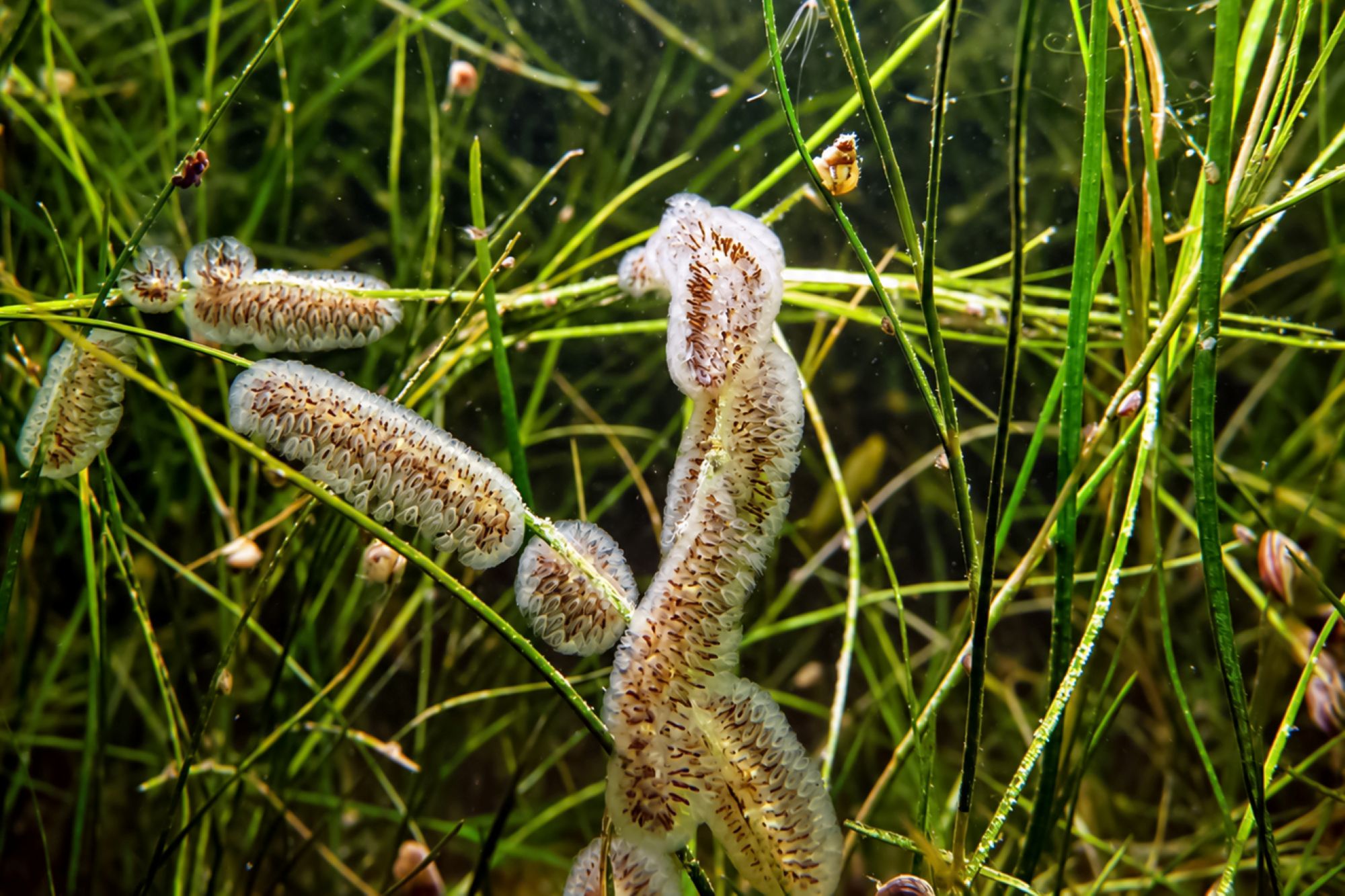 Kolonien von Süßwassermoostierchen