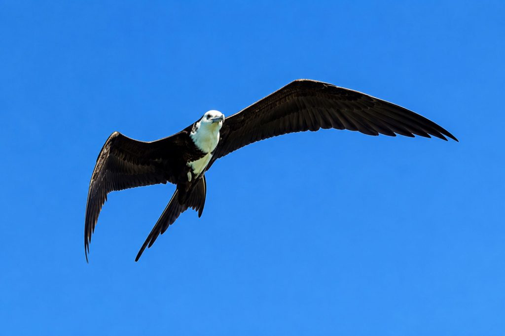 Fregattvögel