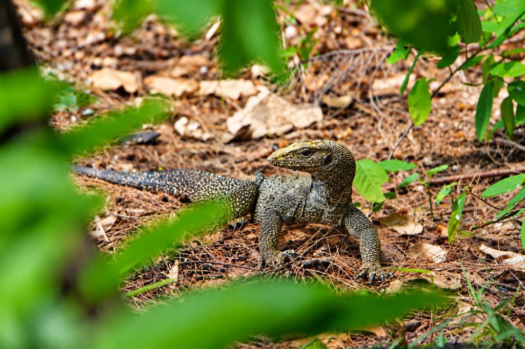 Nebelwaran