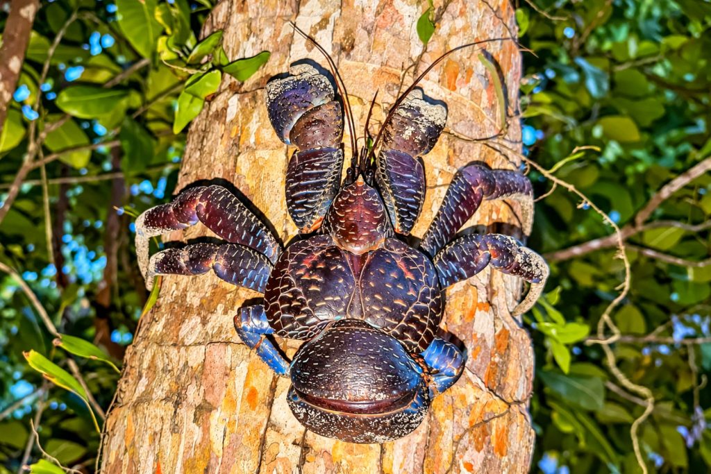 Palmendieb