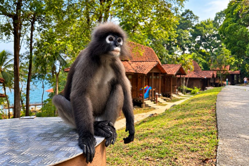 Brillenlangur